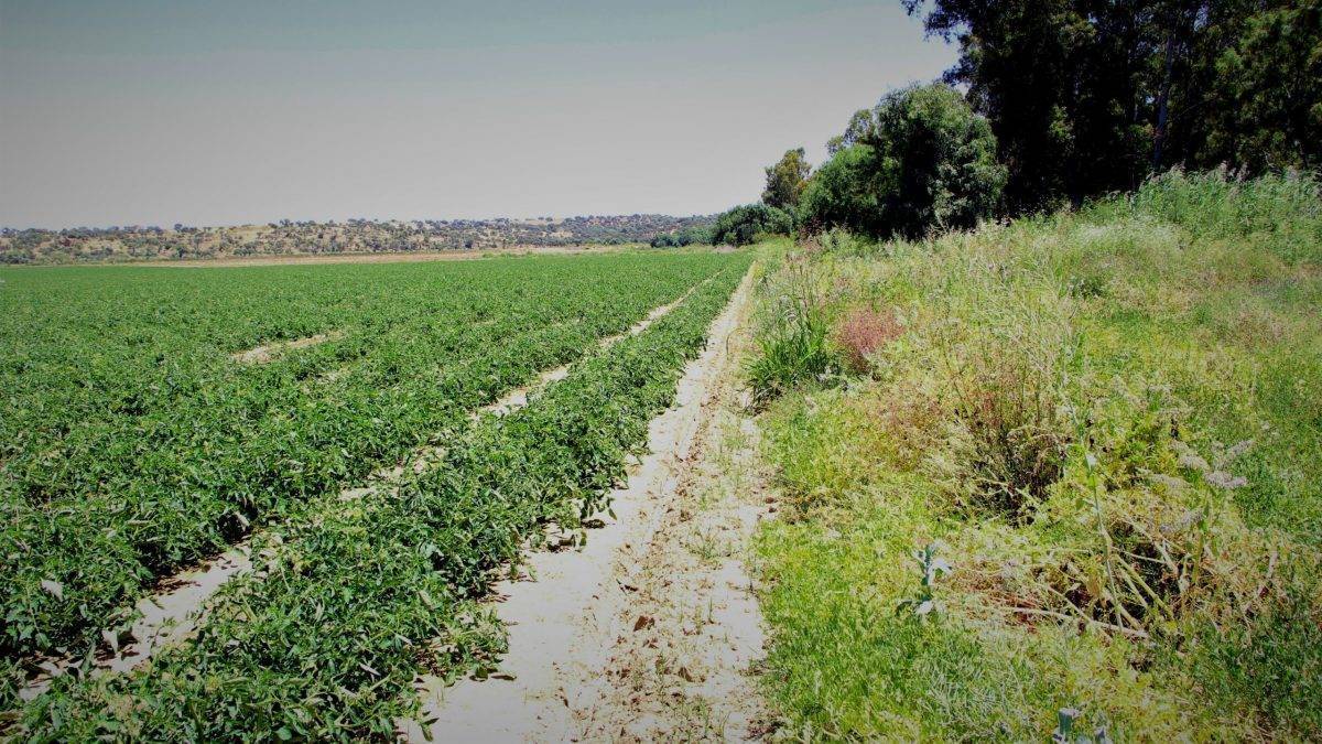 Syngenta-Márgenes protegiendo lecho fluvial en cultivo de tomate de industria en Extremadura|Syngenta-Bandas florales de OPeración polinizador sembradas entre almendros (2)|Syngenta-Good-Plant